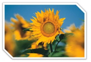 Sustaining and Growing Further