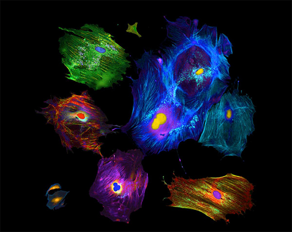 Colorful Cells