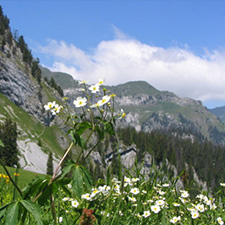 flowers-and-mountains_square