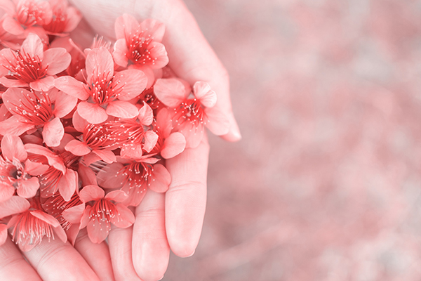 wild himalayan cherry flowers on woman hands