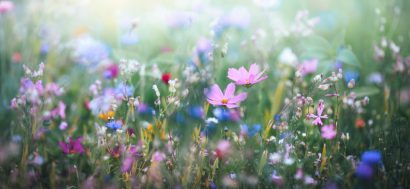 Panoramic Colorful Meadow