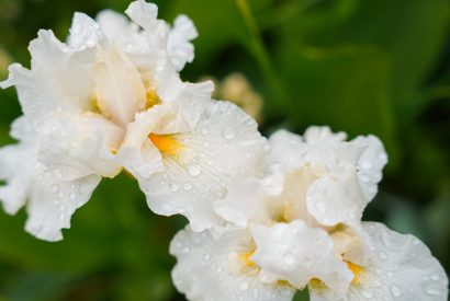 Delicate white irises adorned with raindrops in a lush green garden during springtime